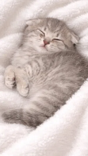 انثى سكوتش فولد الوصف مهم