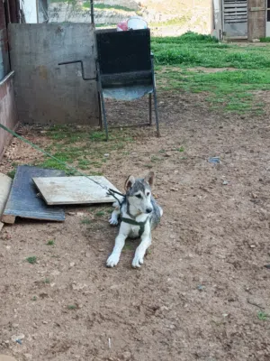 كلب هاسكي سيبيري