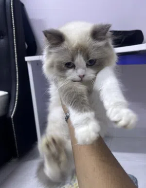 قطة شيرازي