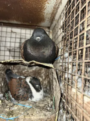 جوز حمام كنج اصلي شغال قاعد ع بيضتين التواصل ع سوق المفتوح