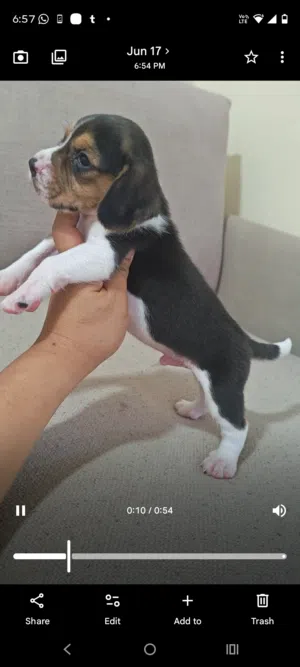 Blue Beagle