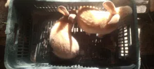 مخاليف ارانب للبيع