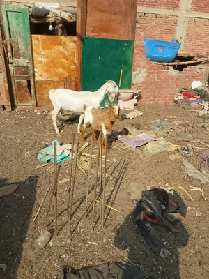 ‏ماعز‏3