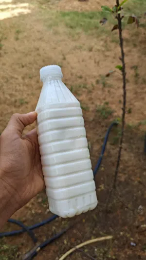 حليب ماعز ماشالله