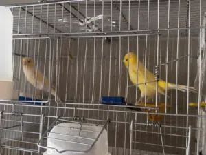كوبيات كناري