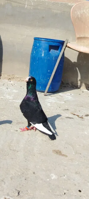 موجود اربع جواز شغالات للبيع