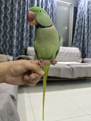 Raw parrot