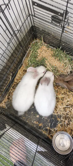 3 حبات ثنتين فرنسي و واحد بلدي نشيط