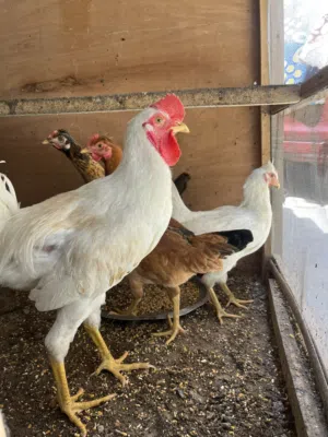 السلام عليكم دجاج للبيع مال بيت دجاج شوفت العين نضيفات وحلوات وماخذات لقاح الطيور تبزيري دجاجي الخاص