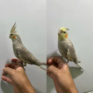 للبيع كوكتيل اليف  عمره شهرين ونص  25 BD مع القفص