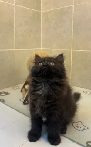 kitten turkey mix Shirazi