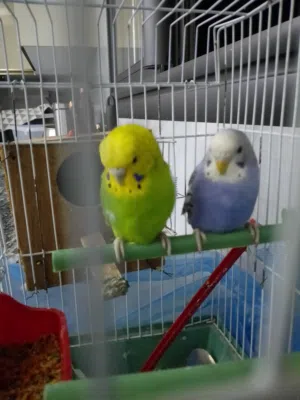 انثى بقلينو زرق