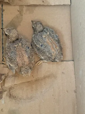 عشوي طيرين بصحه جيده