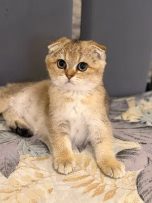 Scottish fold kitten