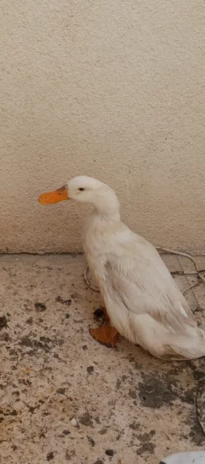 بط بلدي للبيع
