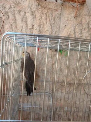 طيور حب 15 مع قفص كوكتيل ذكر بدون قفص 22 الروز منجا ب 20 مع قفص