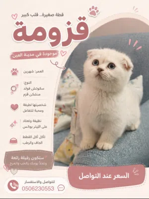 منشيكن سكوتش فولد