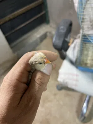 طيره فول اورنج فاون حلقه 26 جانبو خشن