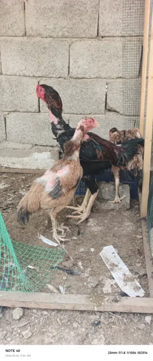 سلام عليكم شوف لوصف بلاش