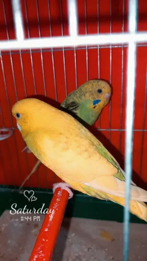 جوز حب  جاهزات للبيع