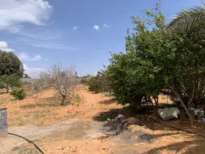 Residential Land for Sale in Tripoli Wadi Al-Rabi