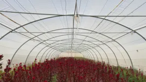 هيكل بيت محمية زراعية Greenhouse شبة جديد جاهز للنقل والتركيب