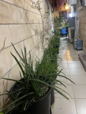 للبيع الوفيرة مع ليمون