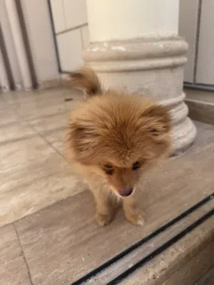 كلب عمره 3 اشهر