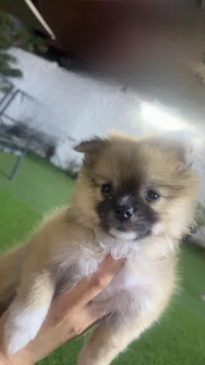 Dog Pomeranian