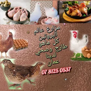 جربنا تعرفنا،، تعرف ليش طعم الطير عنا يختلف لانه ببساطه مدلل واكله نباتي صحي ومياه نضيفه معقمه  ونضي