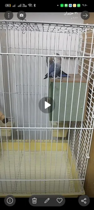 جوز رولز شغالات و ماخذات على بعض