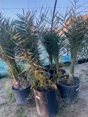 للبيع فروخ نخل مجذر طبيعي اصلي