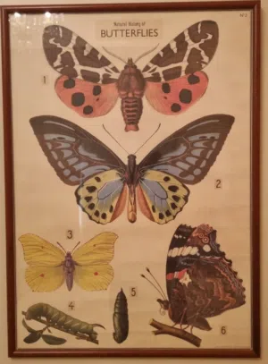 لوحات حائط مستخدمة