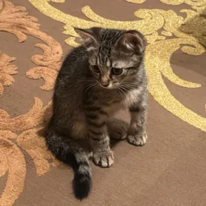 Cat to adopt - قطط لتبني