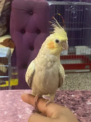 ببغاء كوكتيل اليف جدا