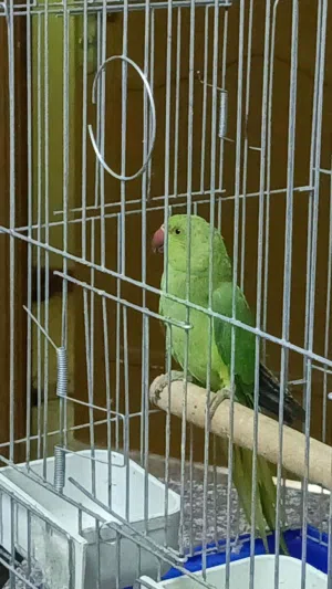 جوز ببغاء درة غير اليف جامبو