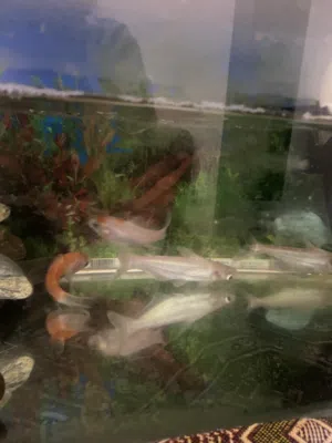 2 catfish2 coi fish 1 tank