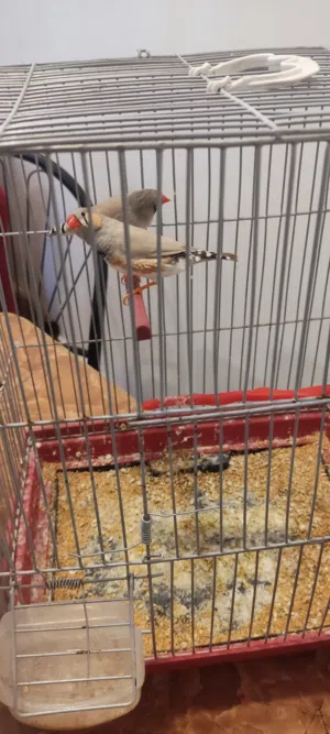 طيور جنه بلاك فيس و عادي للبيع  او للبدل