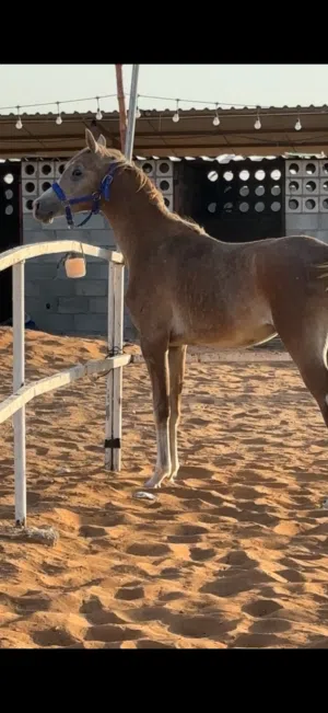 مهر جمال عربي