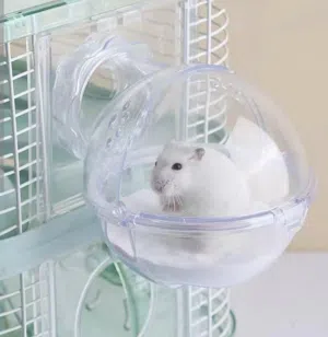 عيلة هامستر نوع نادر للبيع