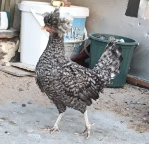دجاج للبيع وبي مجال التنومه شارع المسبح دجاج كبير الحجم