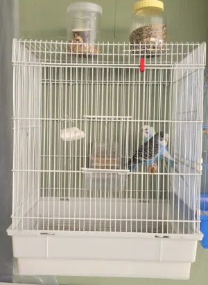 3 طيور بدجي مع قفص budgies with cage