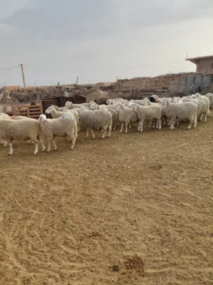 قصاب لذبح الاضحيا