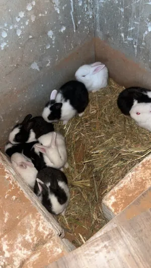 ارانب للبيع بصحة ممتازة