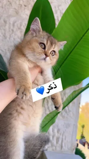ذكر جولدنny25