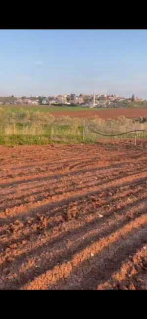 Farm Land for Sale in Jenin Beit Qad