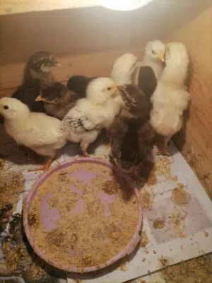 موجود 10 صيصان عمر 7 ايام سعر الصوص 75 قرش ماخذات جميع المطاعم موقع اربد الكورا كفرعوان لتواصل على