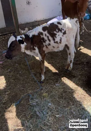 عجل للبيع العمر خمسه شهور