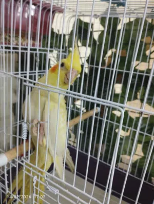 كوكتيل للبيع صحة ونظافة