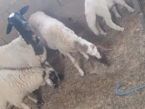 مجموعة سعي للبيع
